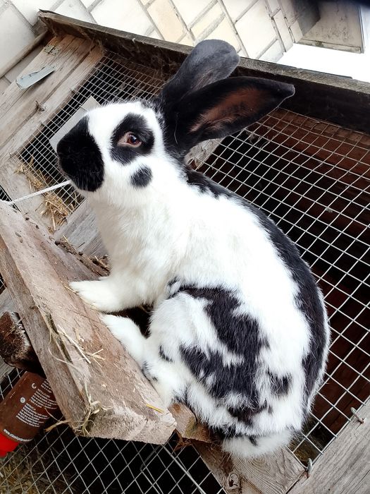 Samiec Olbrzym Srokacz czarny z rodowodem