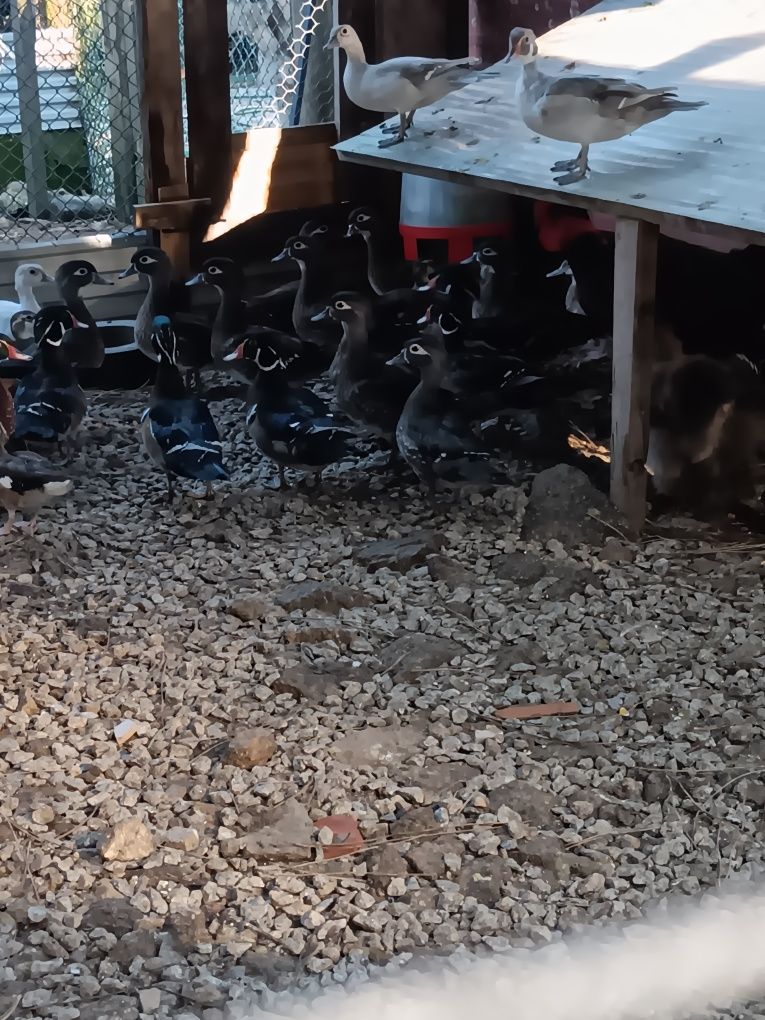 Patos ornamentais 2025