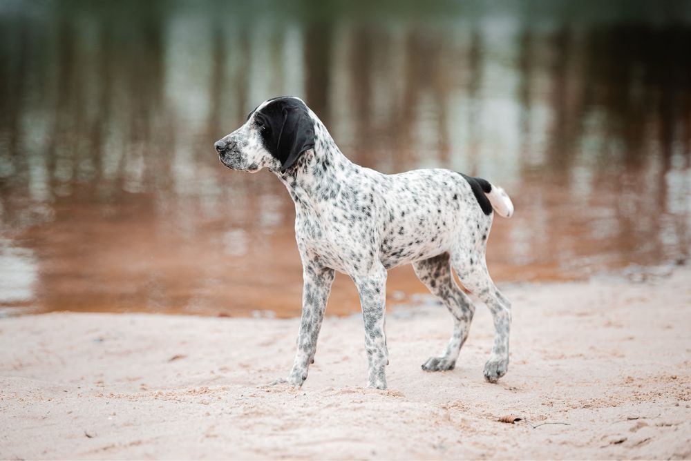 Wyżeł - wybitna suczka czeka na swojego człowieka | Wyżeł z Owernii |