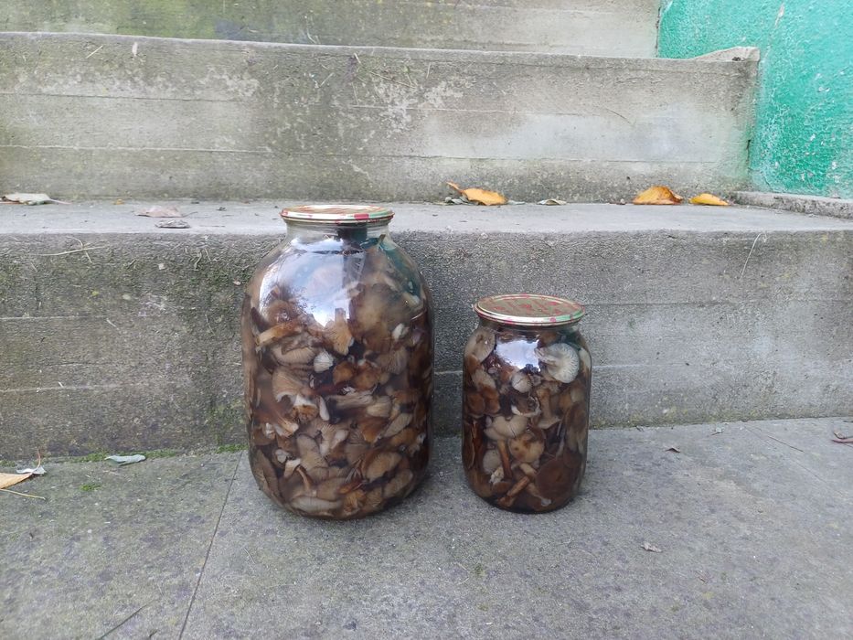 Опеньки 2025 , та інші гриби