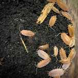 Isopody Porcellionides pruinosus powder orange - 10 szt.