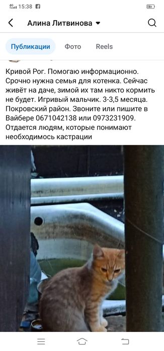 Котенок мальчик бесплатно. Кот. Котик даром. Котята