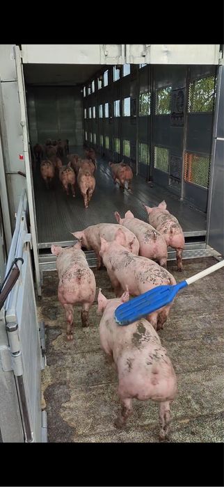 Продаж поросят 10-12кг