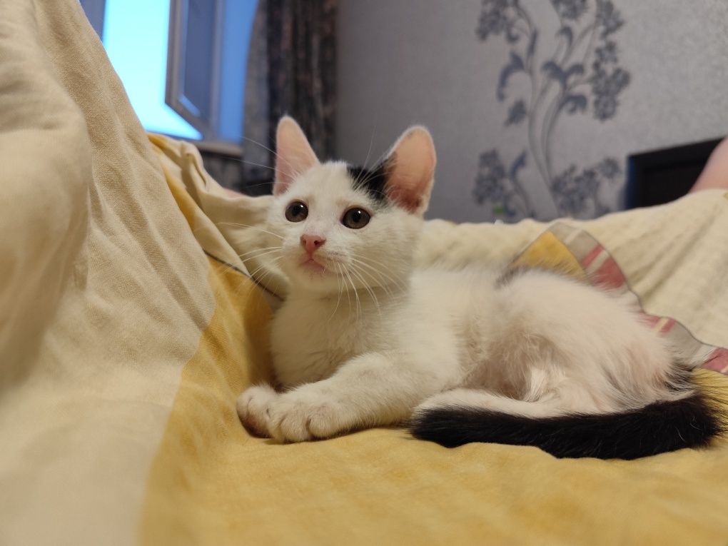 дарую кошенятко, дівчинка