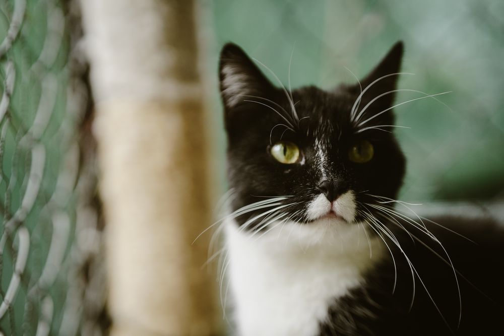 Kotka Marysia szuka domu