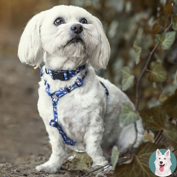 wygodne szelki guard dla dużego psa bokser husky bullterier l 25 mm