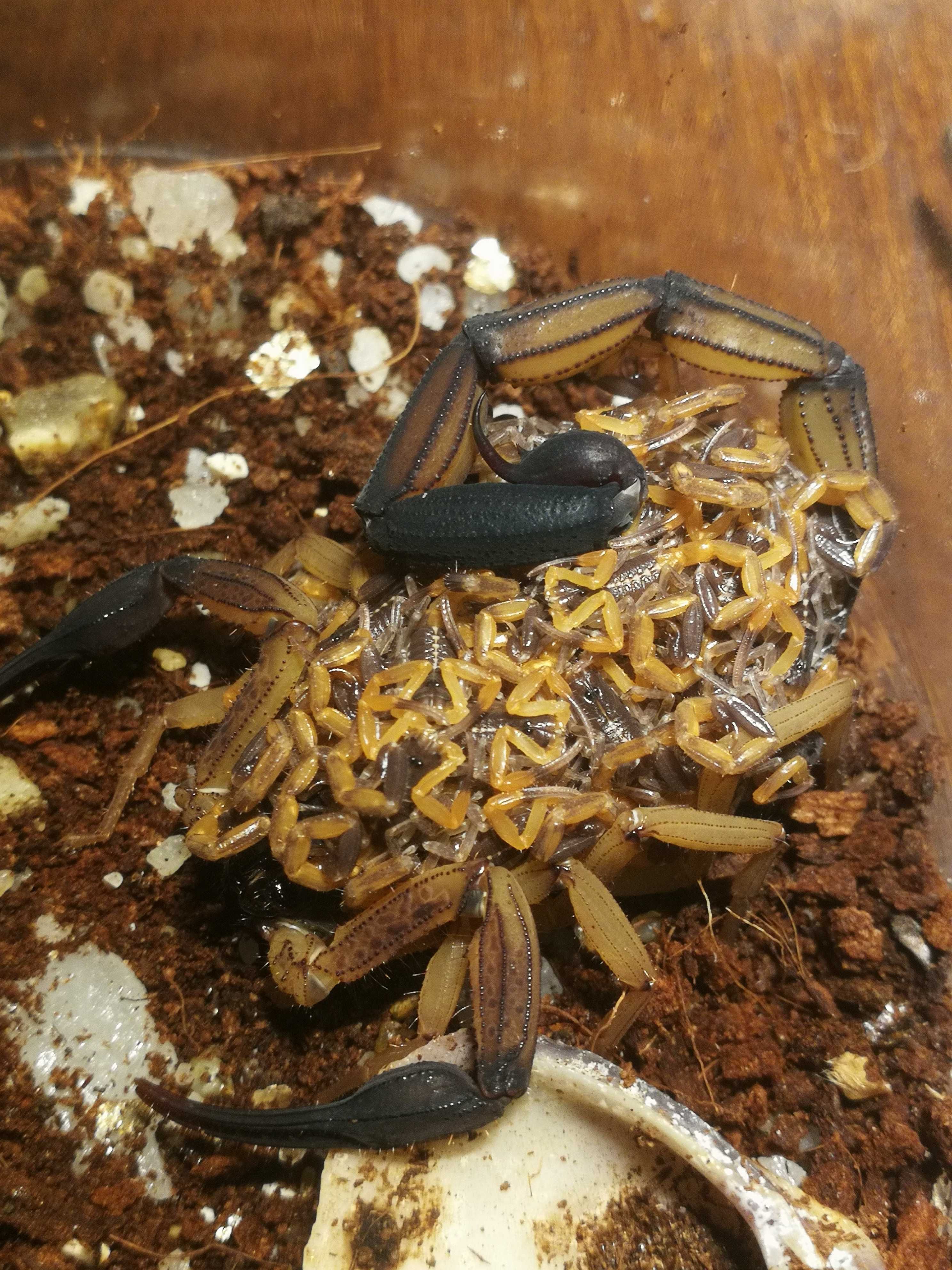 Skorpion, ptasznik Heterometrus/Babycurus/Chaerilus/Janalychas