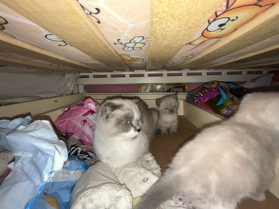 Продаются котята британской вислоухой шиншилы