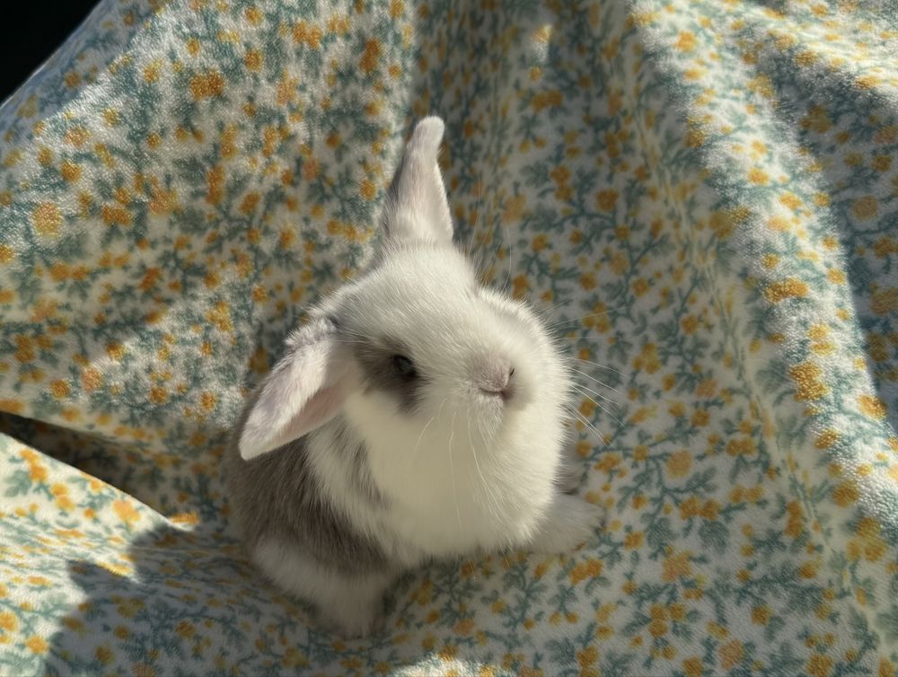 Mini Lop, Baranek Miniaturowy