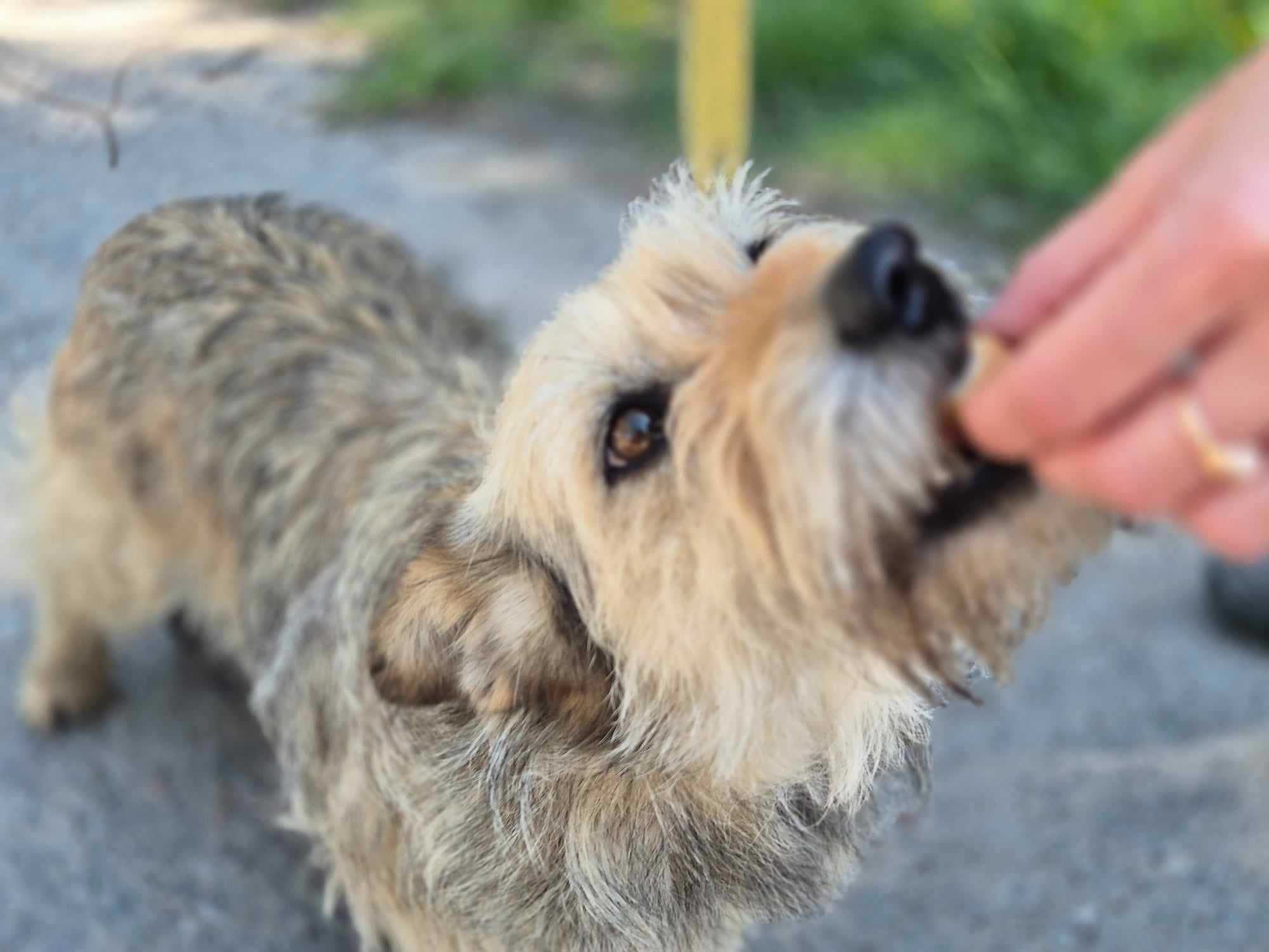 KOSZYSZKA - delikatna ślicznotka w typie Yorka