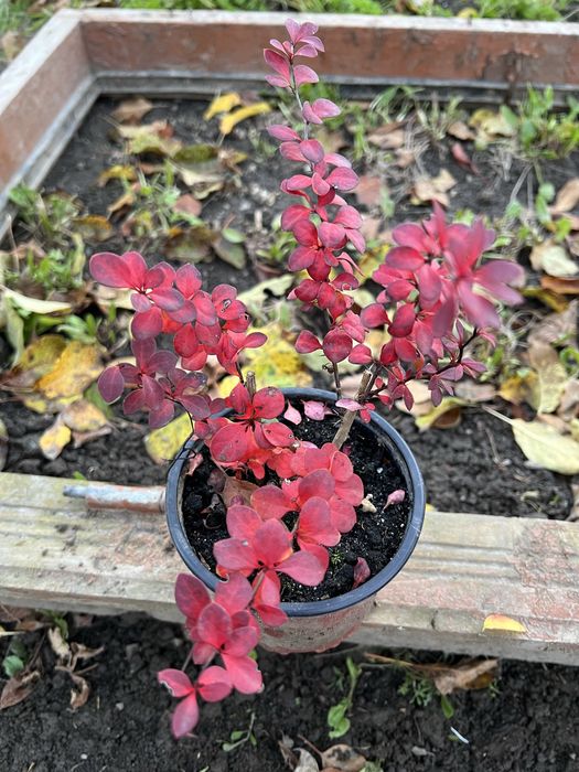 Вереск +барбарис  набір