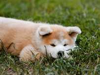 Akita Inu FCI/ZKwP