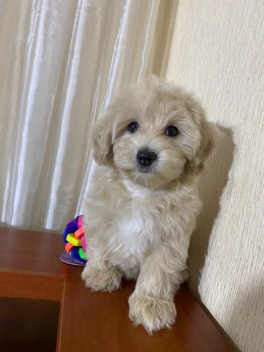 Мальтипу Ф1. Дівчинка. Киів