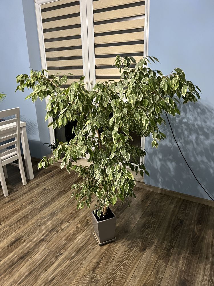 Kwiatek Ficus benjamin