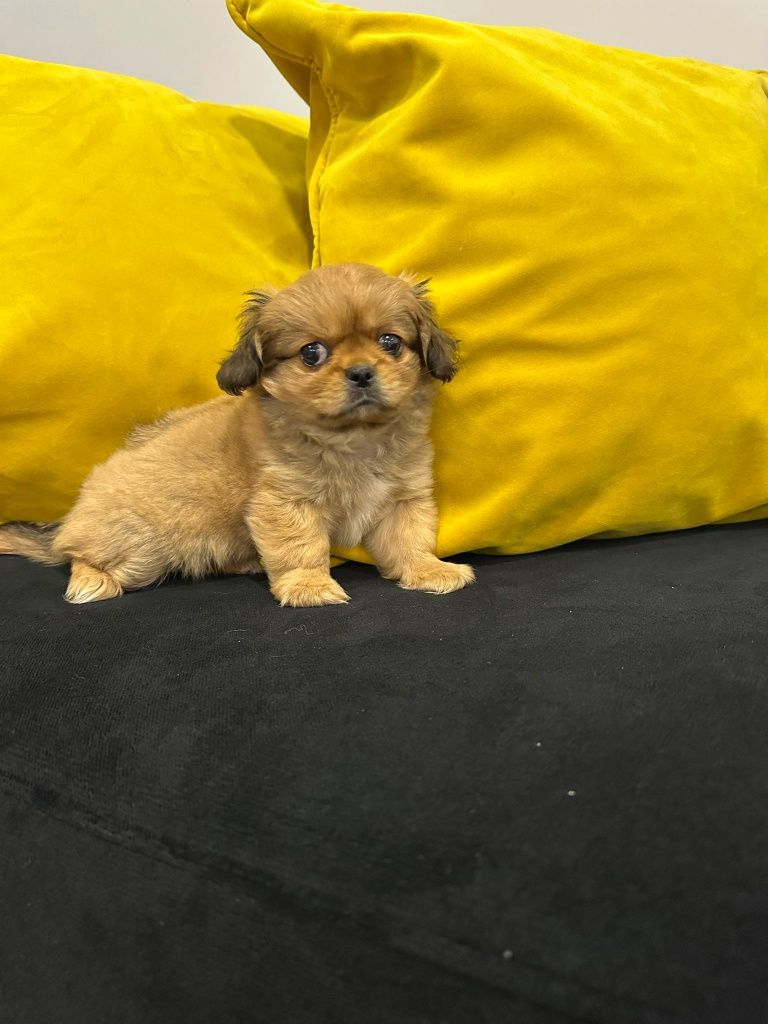 Pequines menino lindo