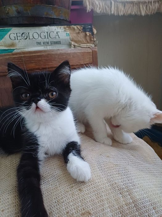 Котенята єкзоти хлопці.