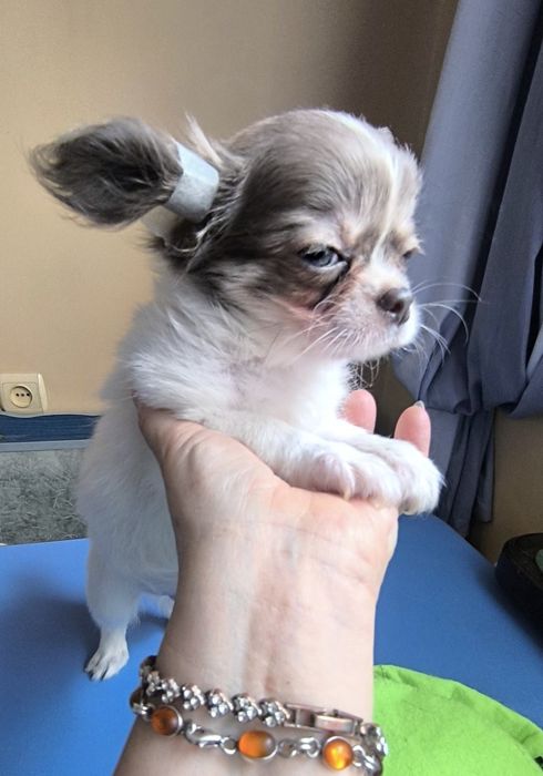 Веселі хлопці чихуахуа