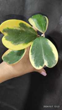 Хойя. Hoya kerrii albomarginata