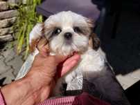 Samczyk shih tzu z rodowodem pokoleniowym