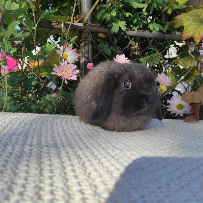 Хлопчик карликовий з розплідника.NHD