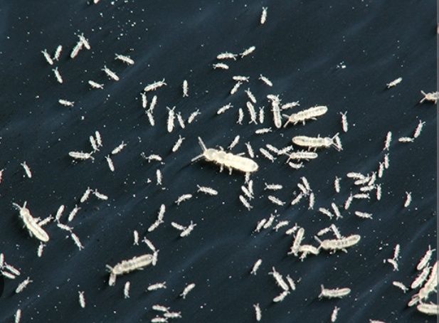 Colembolos, alimento vivo