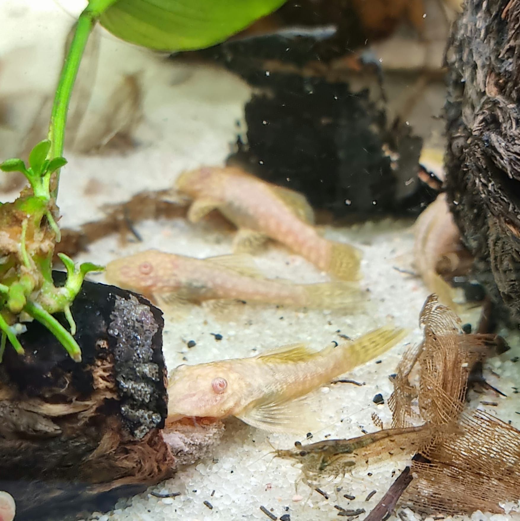 Ancistrus albinos