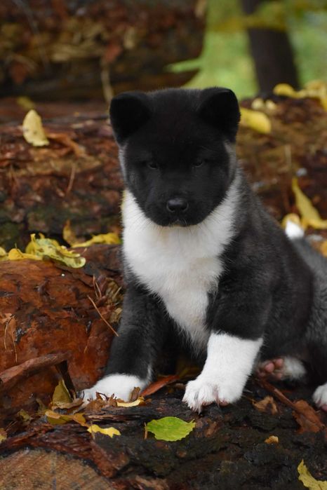 Akita Amerykańska, Akity amerykańskie - suczka FLORA FCI/ZKwP