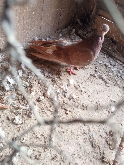 Gołębie zamojskie -zamiana