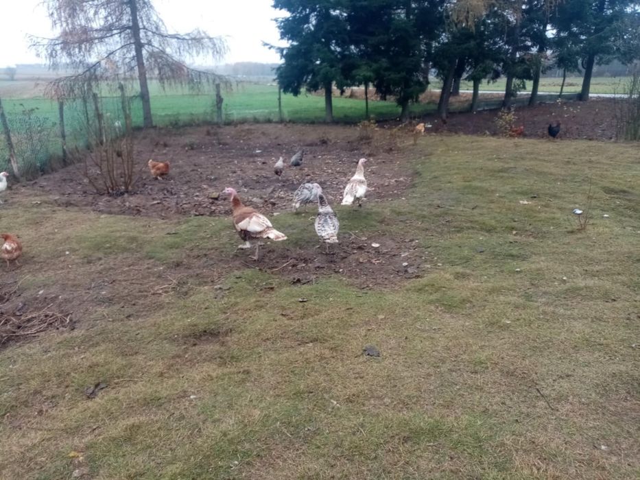 Sprzedam gęsi kaczki indyki