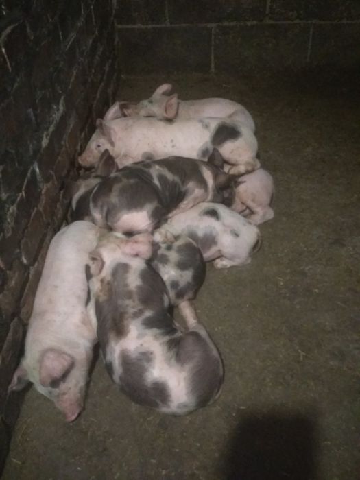 Продам  Поросята