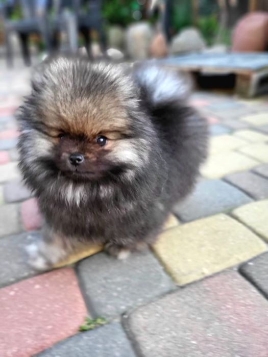 Szpic miniaturowy pomeranian