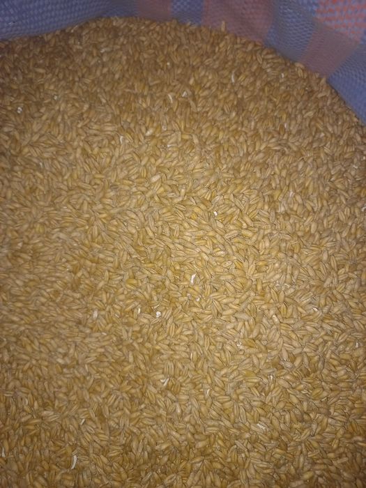 sprzedam owies pszenżyto