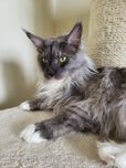 Piekna kotka maine coon