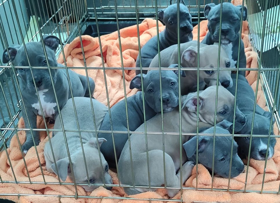 Suczka Amstaff błękitna