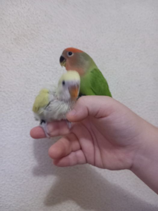 Agaporni criado à mão