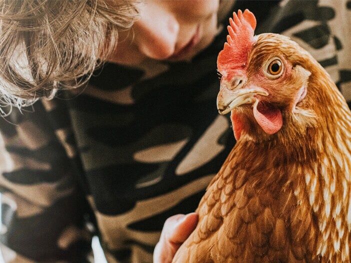 Kury nioski z jajkiem Biecz Transport