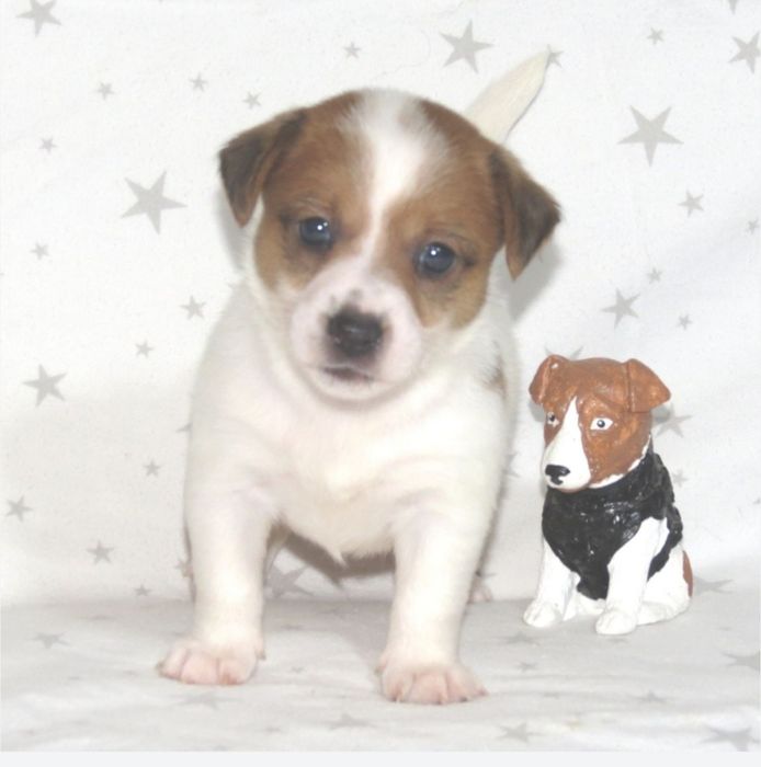 Джек Рассел тер'єр з документами клубу КСУ