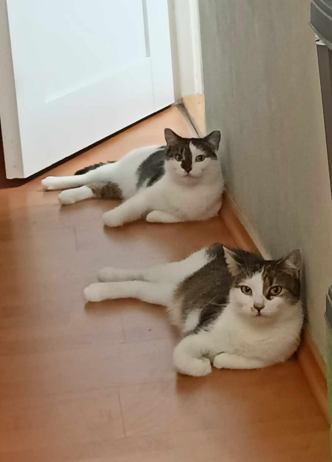 Dwie siostry pilnie szukają domku