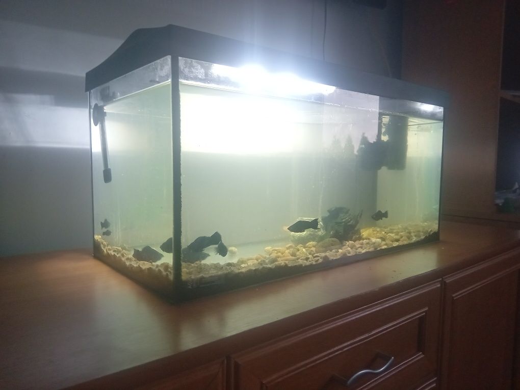Sprzedam akwarium 54l