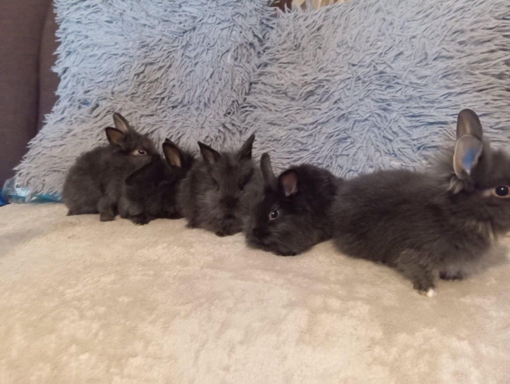Króliki miniaturki mini lop