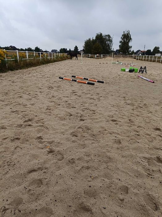 Konie do dzierżawy/współdzierżawy