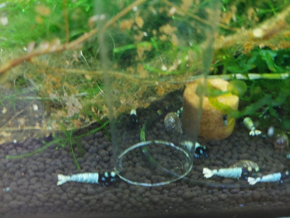 Krewetki Cardina Pinto Black