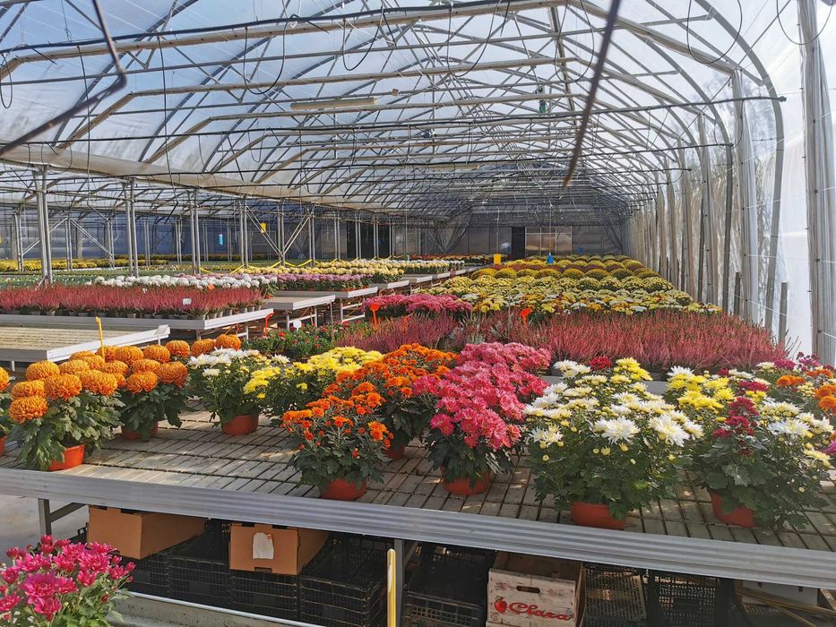 Chryzantemy chryzantema kule drobnokwiatowe kopka PRODUCENT HURT detal