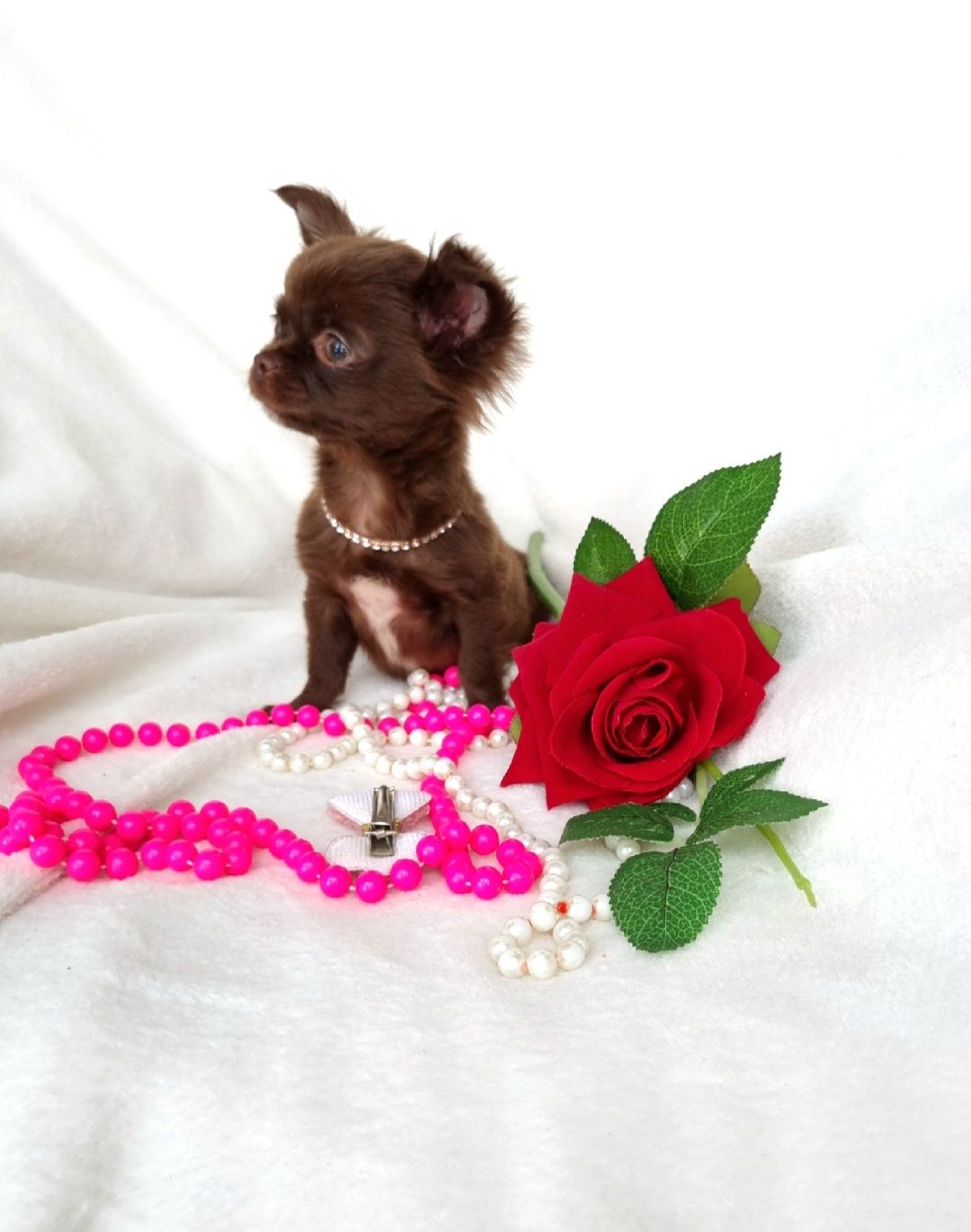 Śliczna Czekoladowa Maleńka Sunia XS Chihuahua