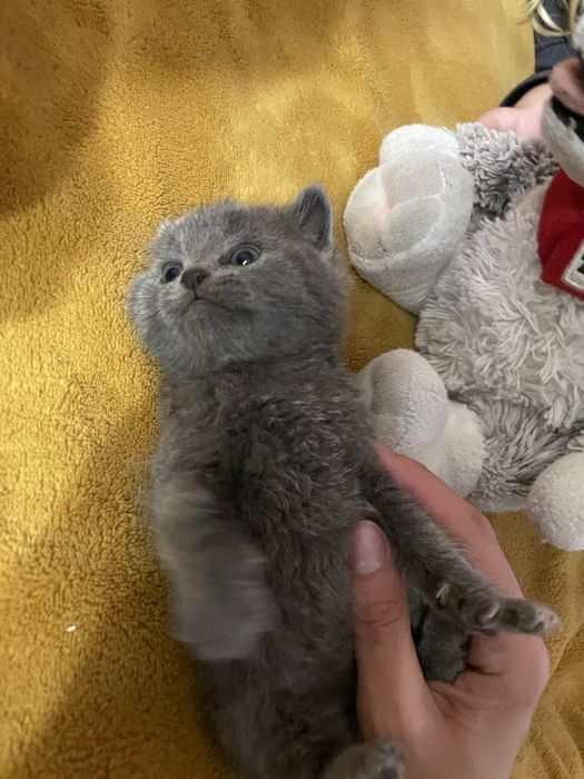 Продаються кошенята