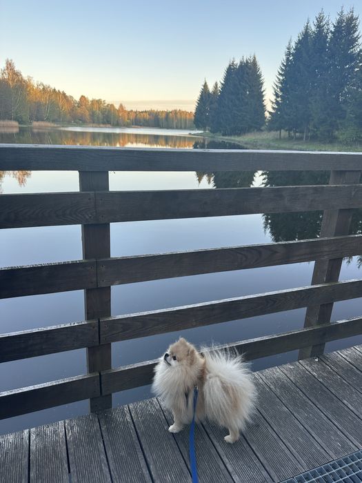 REPRODUKTOR szpic miniaturowy pomeranian fci