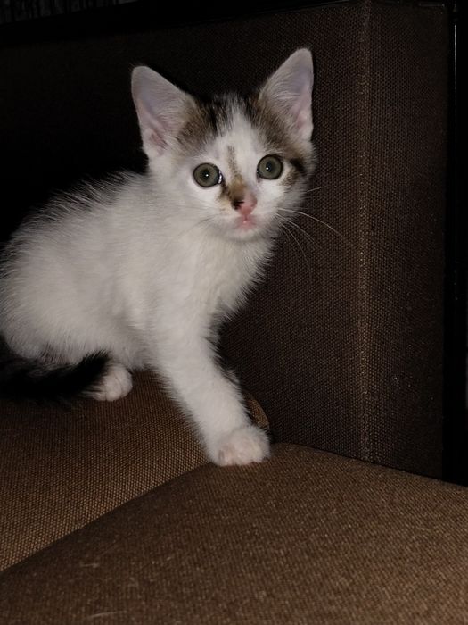 Кошенята в добрі турботливі руки