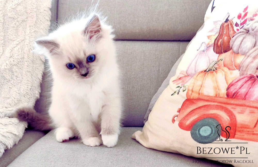 ( Rezerwacja) Ragdoll -kotka blue mitted FPL