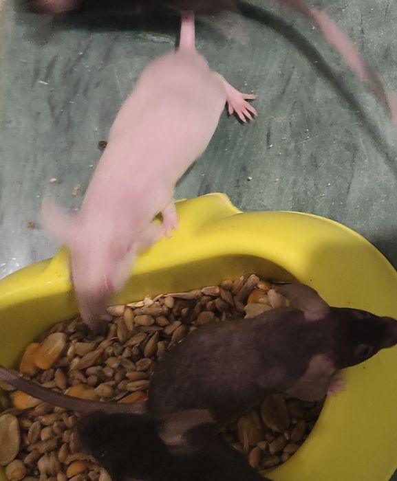 Myszki miesięczne oddam