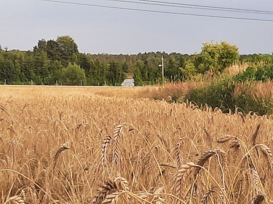 Zboże przenica, przenzyto do siewu